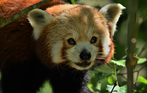 Look, face, portrait, red Panda, red Panda