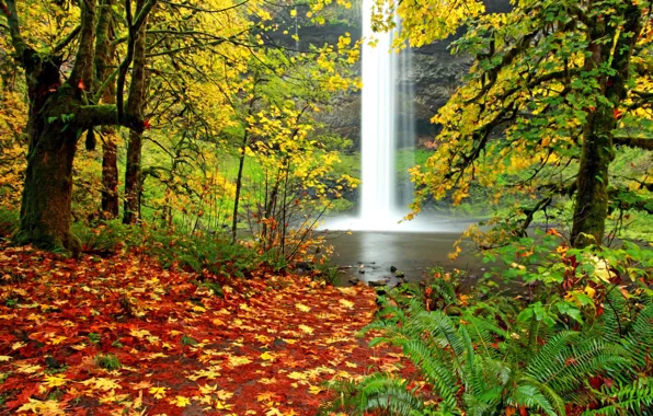 Forest, leaves, landscape, nature, waterfall, Autumn, falling leaves, fern