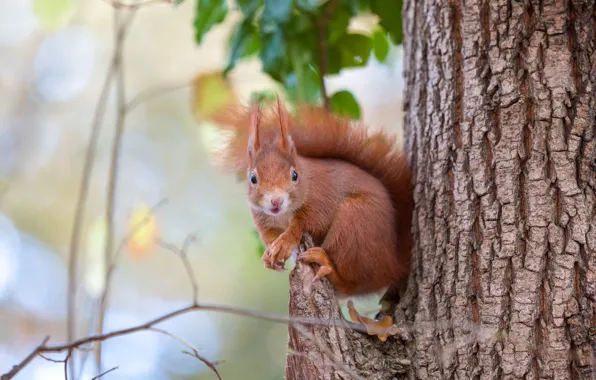 Look, nature, pose, tree, protein, bark, sitting, rodent