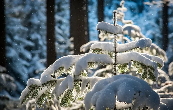 Picture winter, forest, snow, trees, nature, herringbone