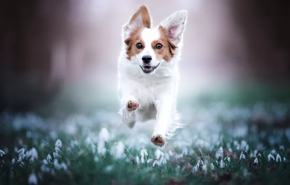 Forest, look, light, flowers, nature, pose, Park, jump