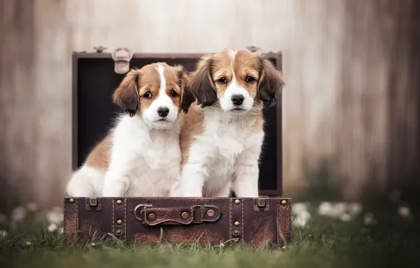 Picture dogs, grass, blur, puppies, suitcase, a couple, Kooikerhondje