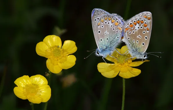 Summer, macro, love, butterfly, flowers, the dark background, butterfly, yellow