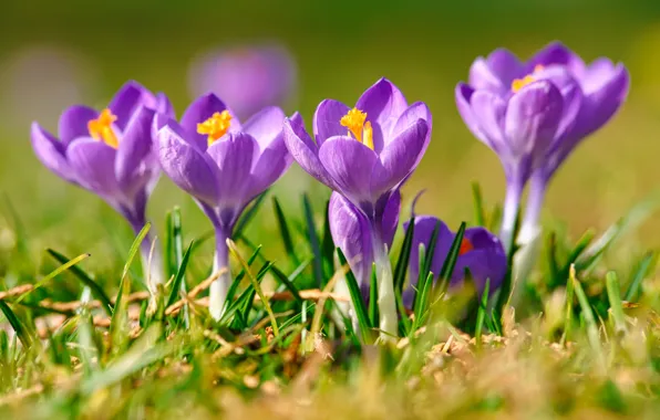 Picture grass, macro, light, flowers, glade, spring, crocuses, lilac