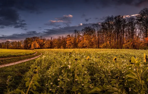 Autumn, landscape, morning