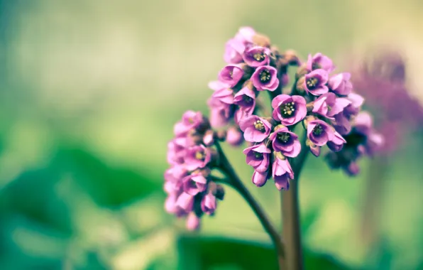 Purple, macro, spring