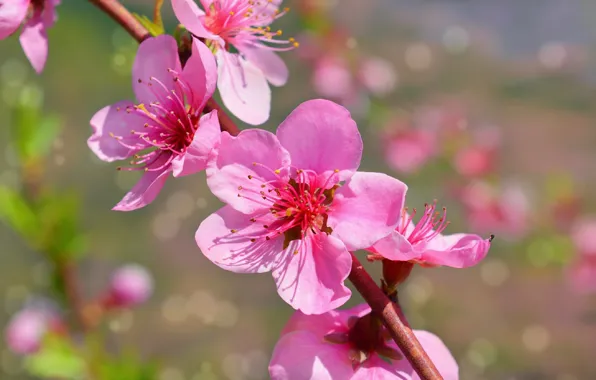 Picture macro, branch, Spring, flowers, Spring, Flowering, Macro, Flowering