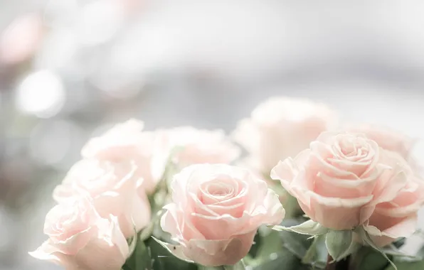 Flowers, background, roses