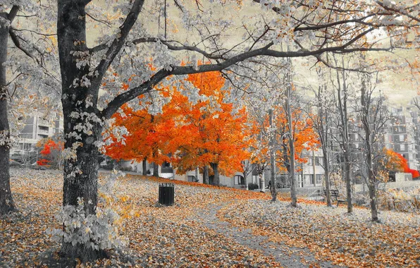 Trees, the city, street, home