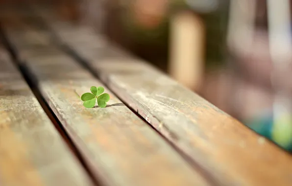 Picture macro, clover, bench