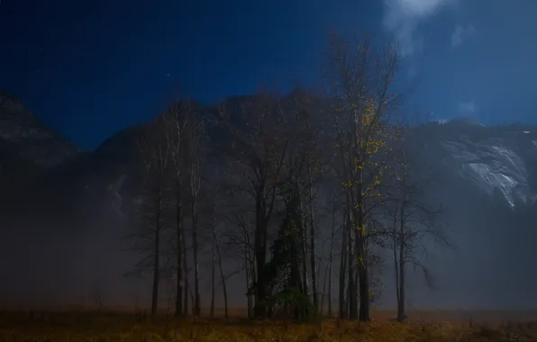 Picture the sky, stars, trees, mountains, night, fog