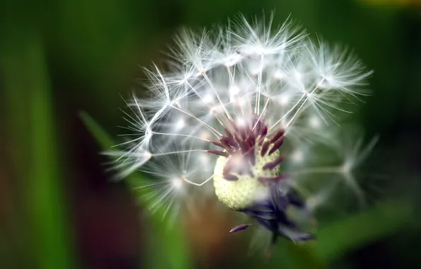 Picture dandelion, seeds, faded