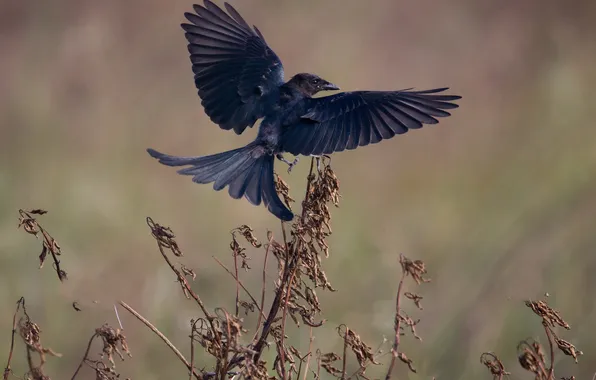 Picture grass, flight, bird, wings, tail, dry