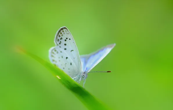 Picture sheet, butterfly, a blade of grass, pale blue