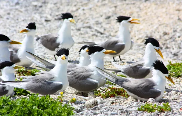 Birds, pack, laying eggs, large crested terns