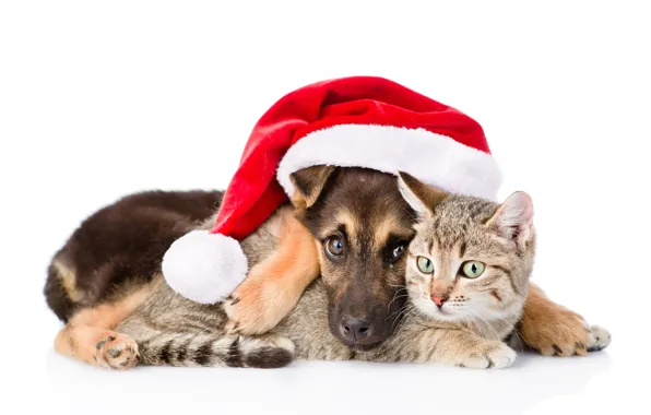 Picture cat, dog, New Year, Christmas, Christmas, dog, 2018, Merry Christmas