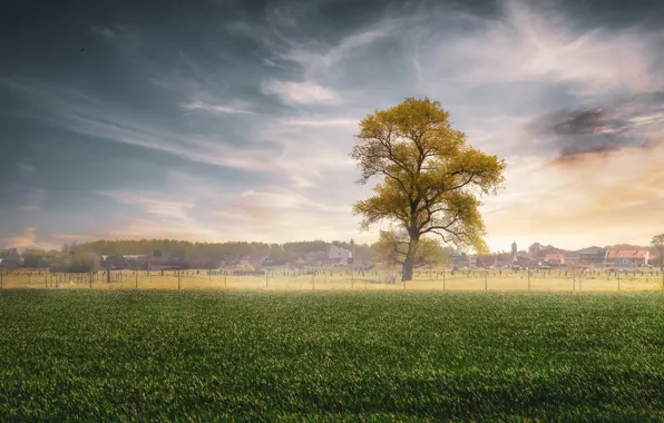Field, the sky, grass, fog, tree, village, space, haze
