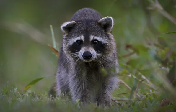 Look, raccoon, face