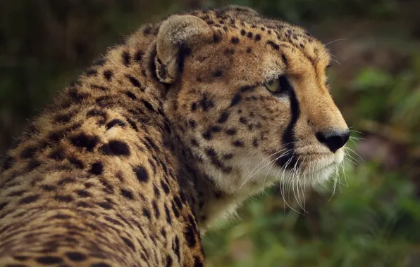 Look, face, portrait, Cheetah, neck