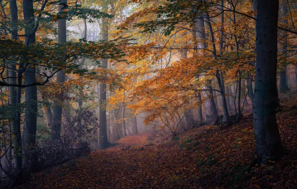 Nature, Fog, Autumn, Germany, Forest