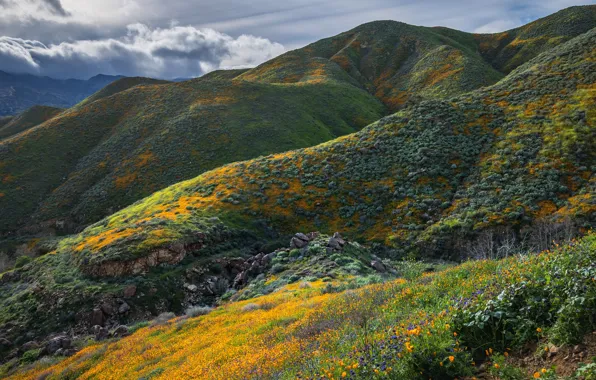 Greens, summer, clouds, flowers, mountains, stones, hills, vegetation