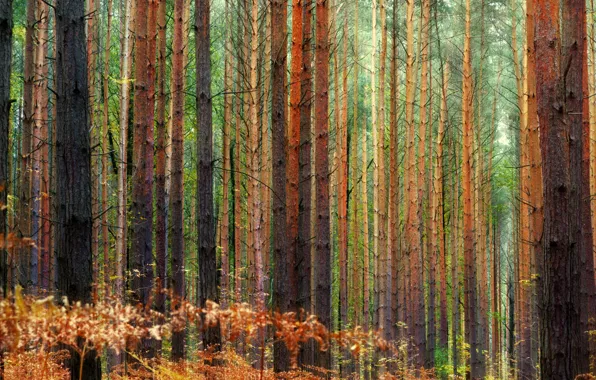 Nature, Trees, Forest, Trunks, Nature, Landscape, Forest, Trees