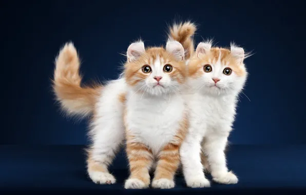 Picture cat, look, pose, background, two, muzzle, kitty, a couple