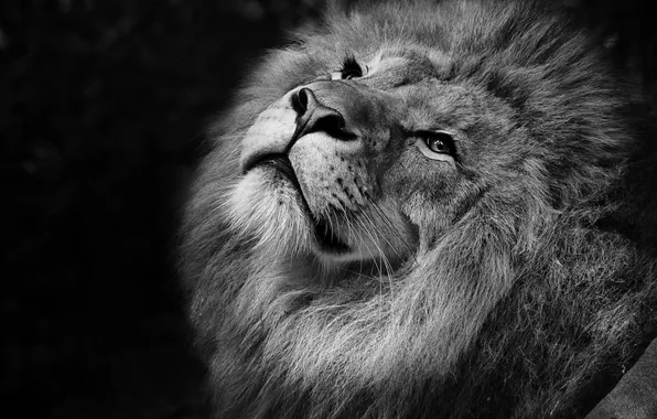 Picture lion, head, grays