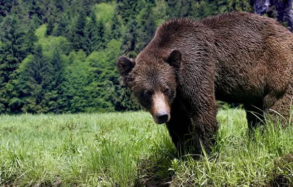 Forest, summer, grass, look, face, pose, glade, bear