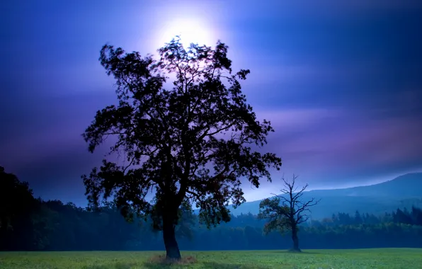 night moon sky and tree