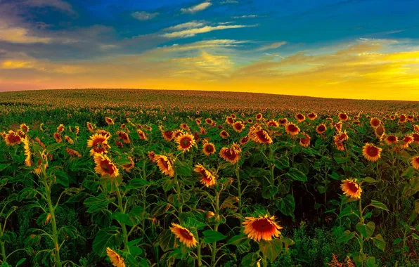 Picture field, the sky, clouds, sunflowers, nature
