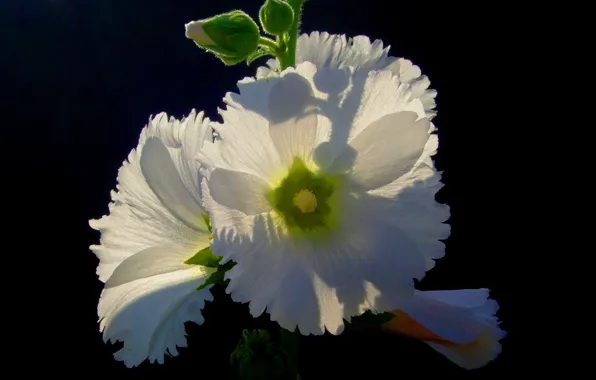 Picture flower, macro, background, petals, Quisqueya