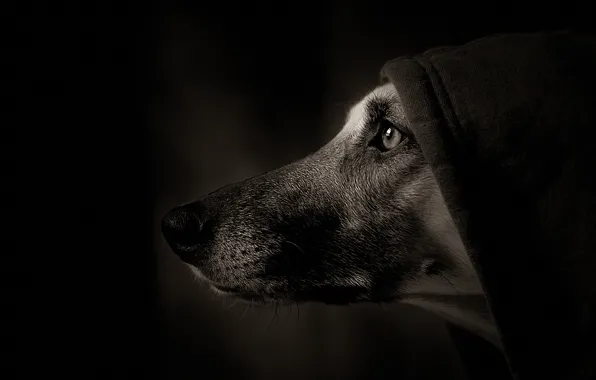 Picture portrait, dog, hood