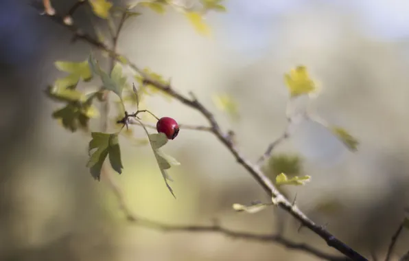 Leaves, branches, red, berries, fruit