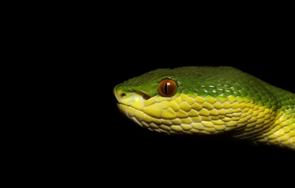 Picture look, face, macro, green, snake, profile, black background