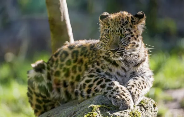 Cat, stone, leopard, cub, kitty, Amur, ©Tambako The Jaguar