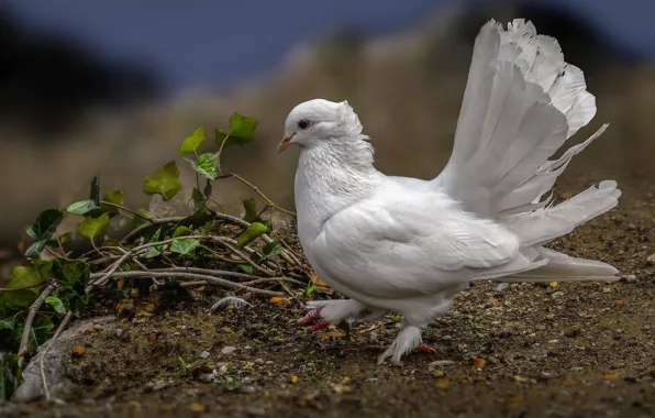 Picture bird, dove, feathers, tail, white dove