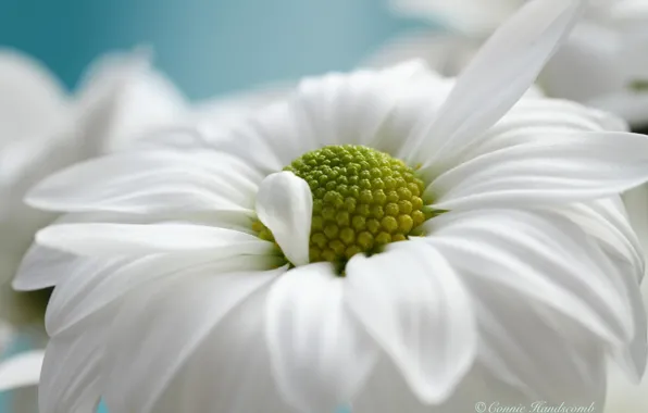 White, macro, flowers, chamomile