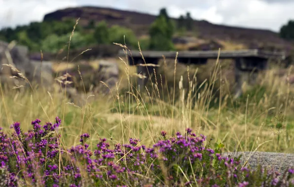 Summer, flowers, nature