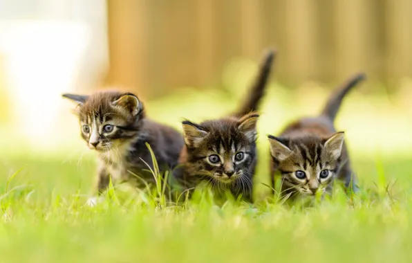 Summer, grass, look, nature, pose, the fence, blur, small