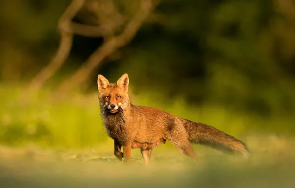 Look, nature, background, Fox, mining, nursing mother