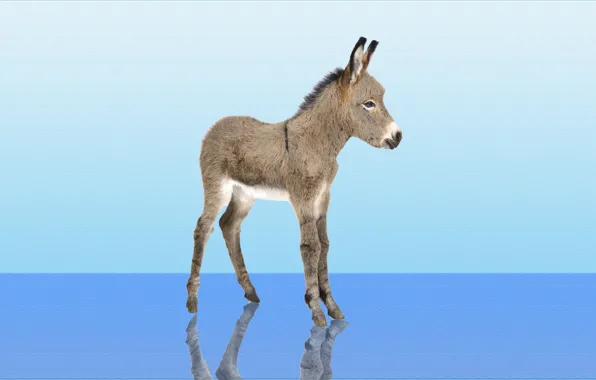 Picture reflection, background, Donkey