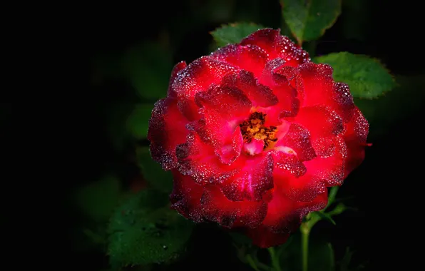 Picture leaves, drops, Rosa, rose, Bush, petals