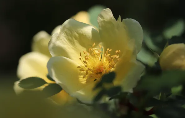 Leaves, light, flowers, the dark background, rose, Bush, roses, yellow