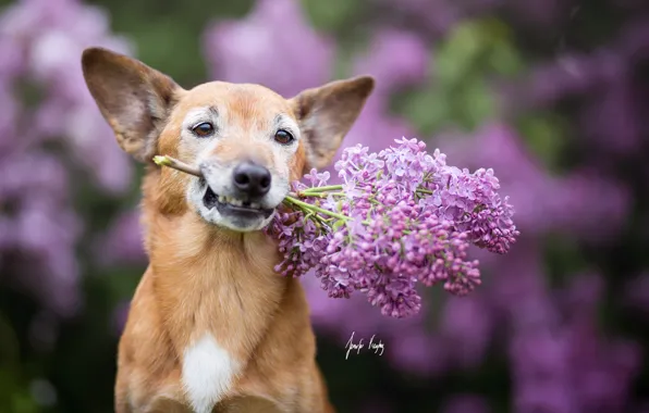 Picture look, dog, lilac