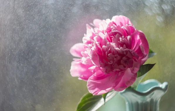 Flower, light, pink, vase, bokeh, peony