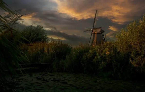 Grass, clouds, sunset, pond, thickets, shore, the evening, pond