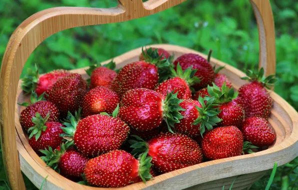 Picture summer, nature, berries, beauty, strawberry, vitamins, delicious, cottage
