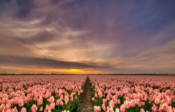 Field, the sky, the sun, clouds, rays, light, sunset, flowers
