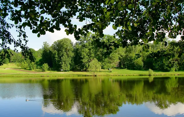 Leaves, trees, branches, pond, Park, duck